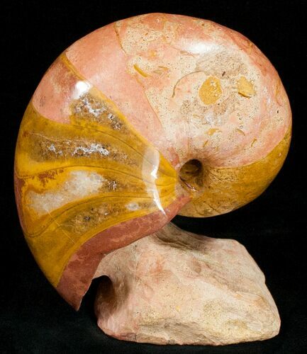 Pink and Orange Polished Fossil Nautilus - France #10972